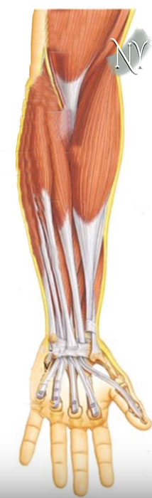 El tendonları ve ön kol kasları (önden)