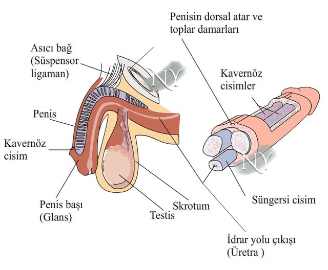 Erkekte dış genital sistem anatomisi