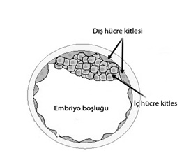 Embriyonal kök hücreler embriyonun enine kesitinde iç hücre kitlesinde yer alır.